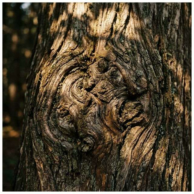 ✨ Conciencia Corporal: Descifra qué te duele y sana 🌿